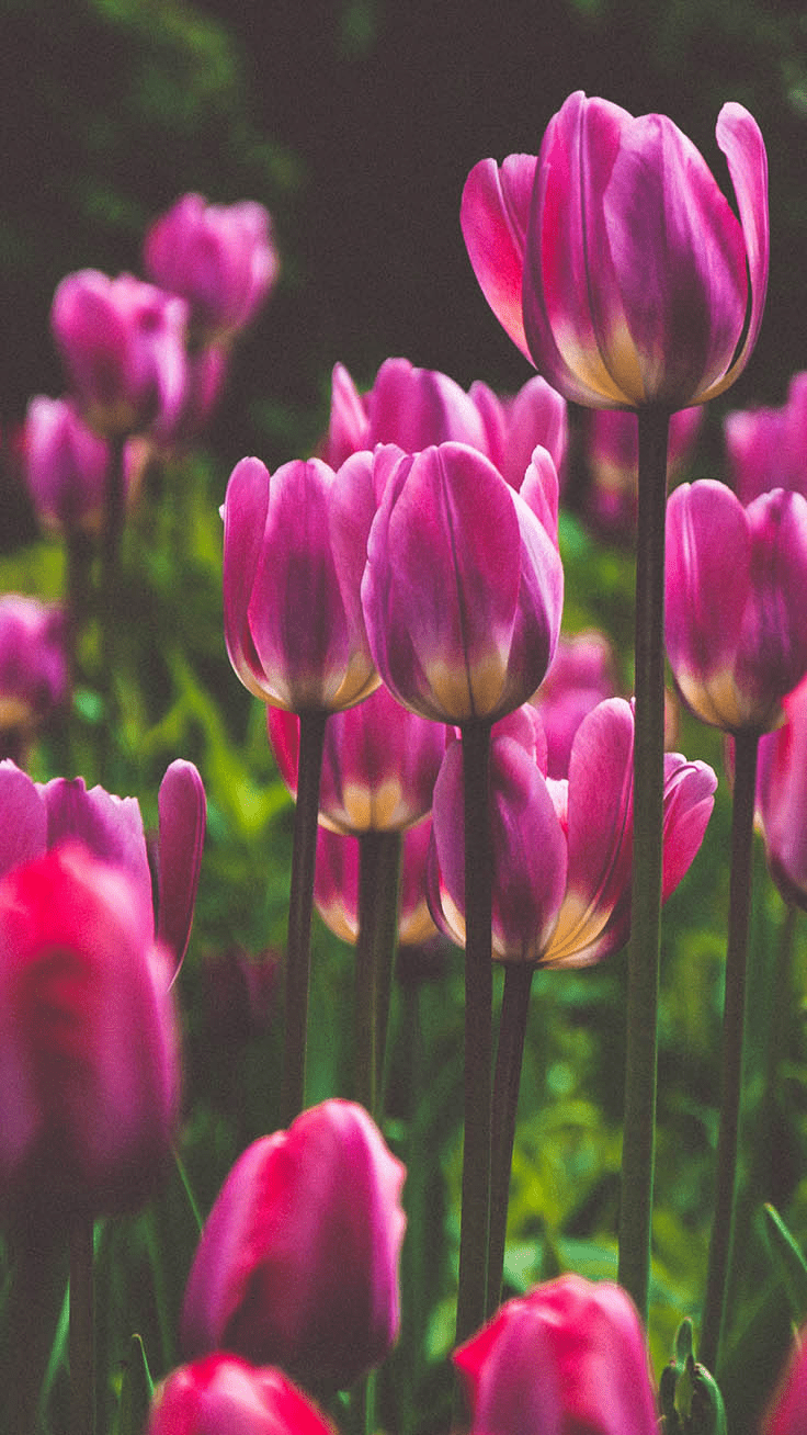 736x1308 Tulip Wallpaper