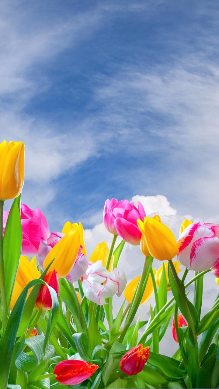 720x1280 Pretty Tulips