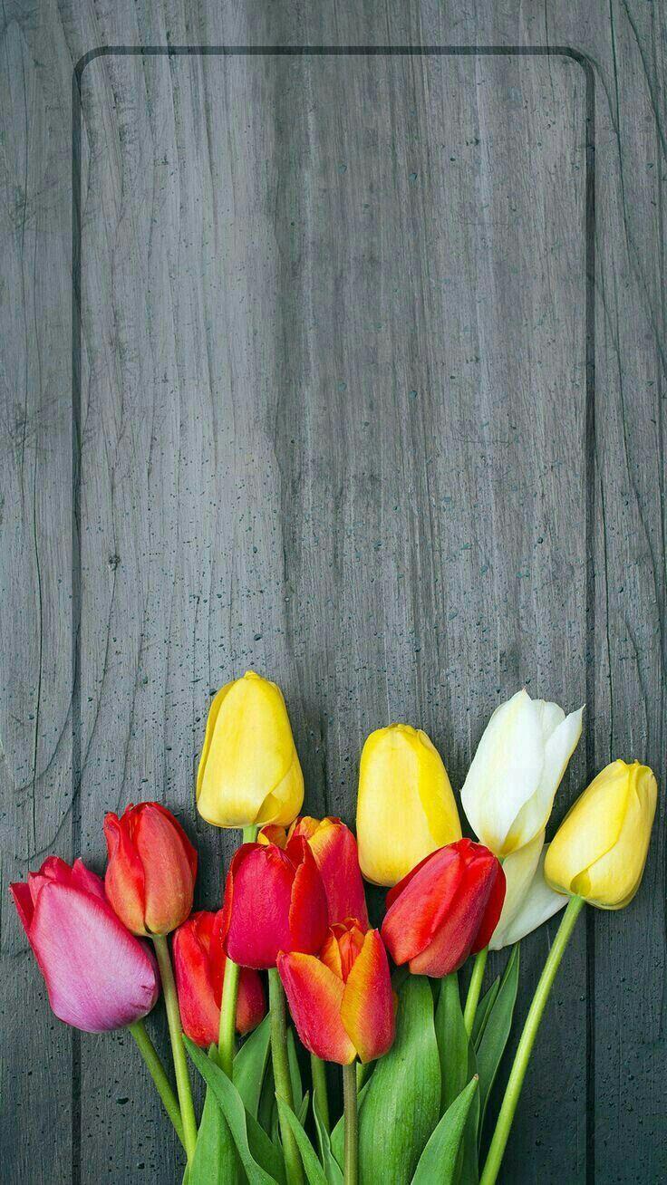 736x1308 Tulip Wallpaper