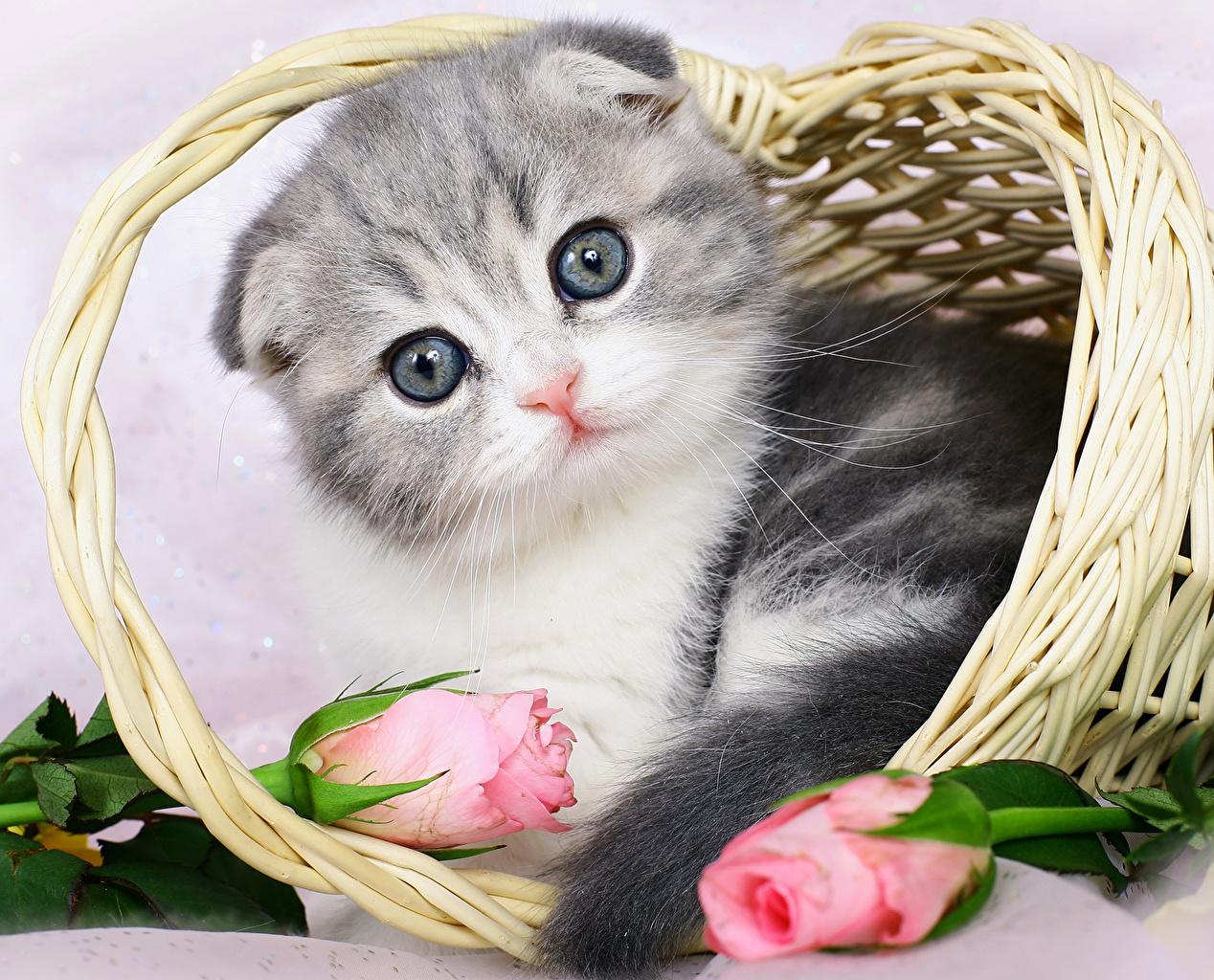 1268x1024 Desktop Wallpaper kitty cat Scottish Fold Cats Roses Wicker basket