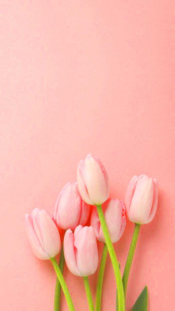 Tulip Phone Wallpapers - Top Free Tulip Phone Backgrounds - WallpaperAccess