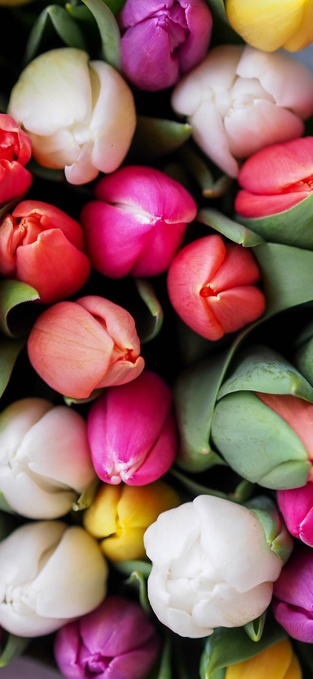 1080x2340 Flower Wallpaper HD For Phone 013 Wallpaper iPhone