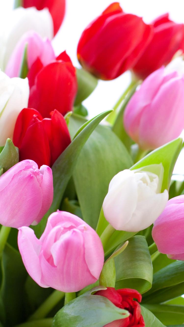 750x1334 Tulip Phone Wallpaper