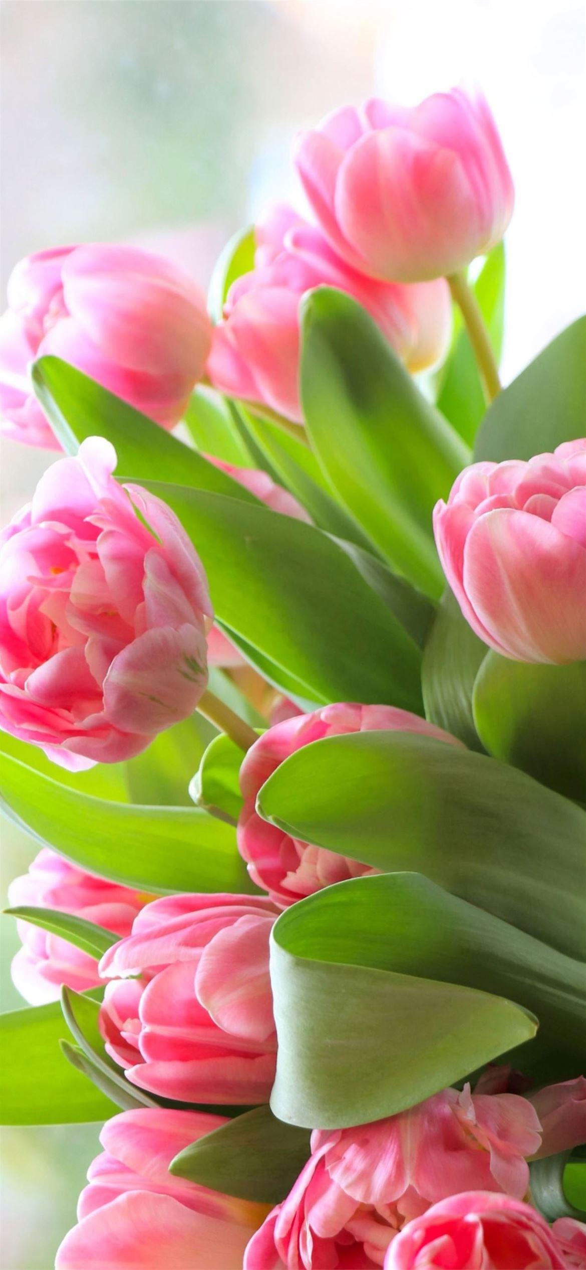 1170x2532 tulip iPhone Wallpaper Free Download