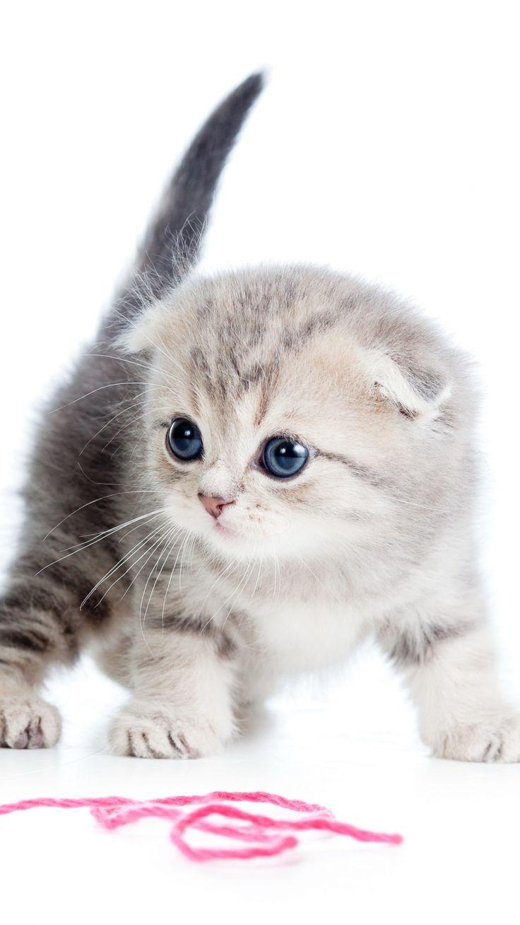 736x1308 Kitten Ball Thread White Background #iPhone #plus #wallpaper. Kittens cutest, Cute cats, Cute animals
