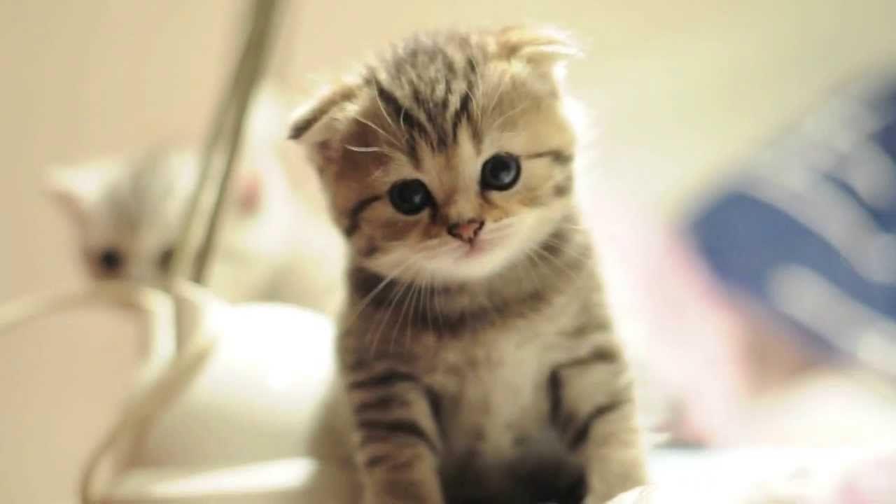 1280x720 Munchkin Kitten Wallpaper