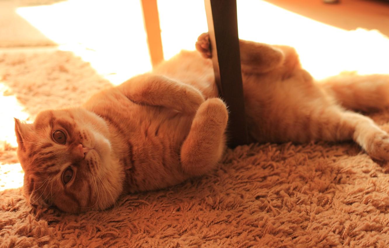 1332x850 Wallpaper cat, fold, kitten, cat, Kote, Monya, scottish, fold image for desktop, section кошки