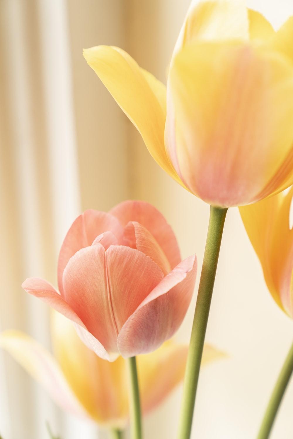 1000x1500 yellow and red tulip in bloom close up photo photo