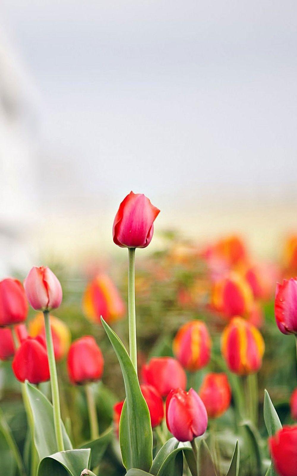 1000x1600 Tulip iPhone Wallpaper