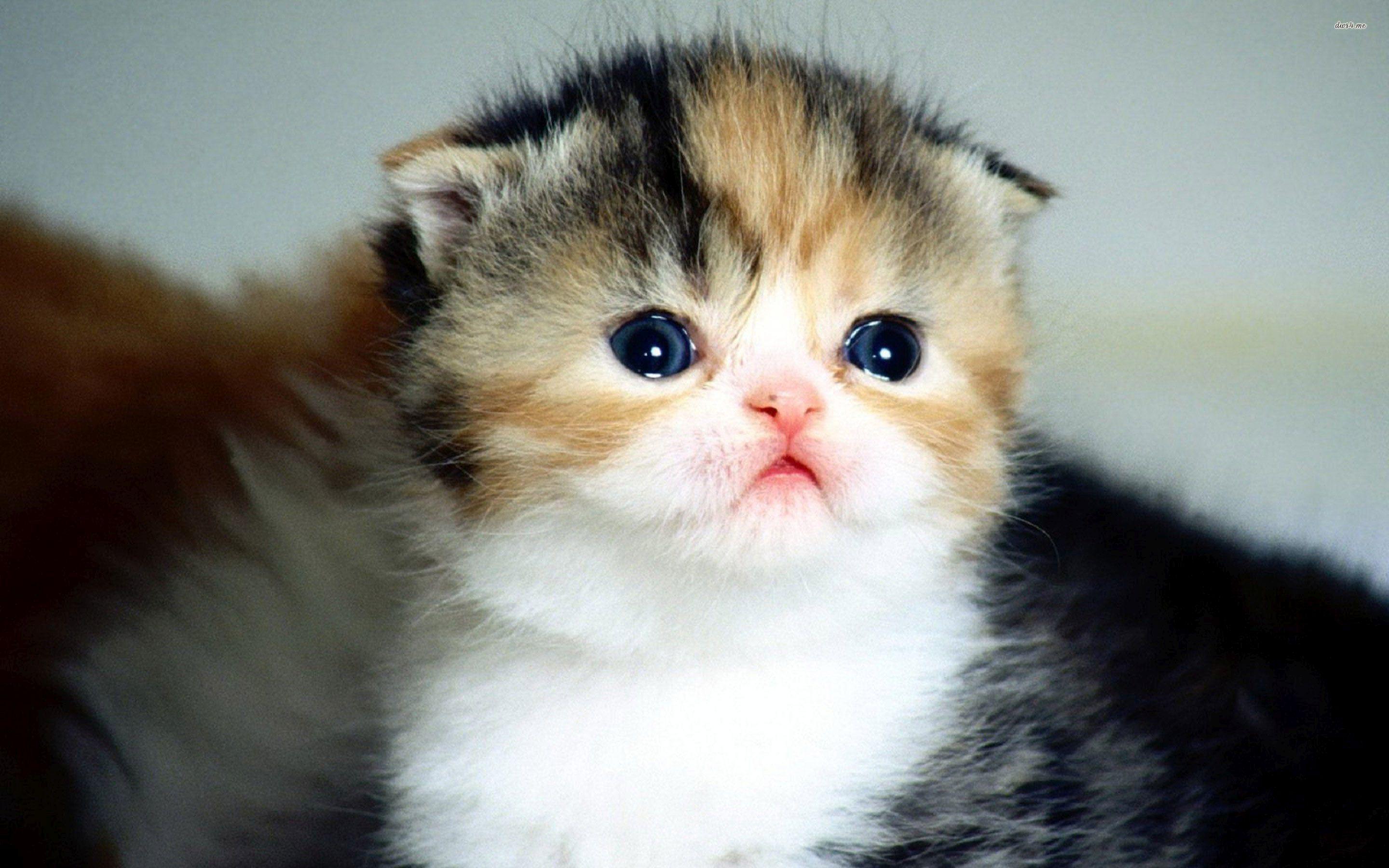 2880x1800 Kitten Wallpaper
