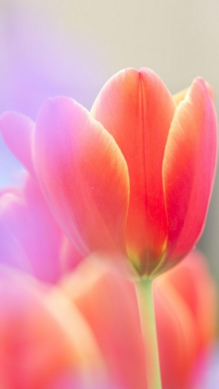 720x1280 Free Tulip Wallpaper