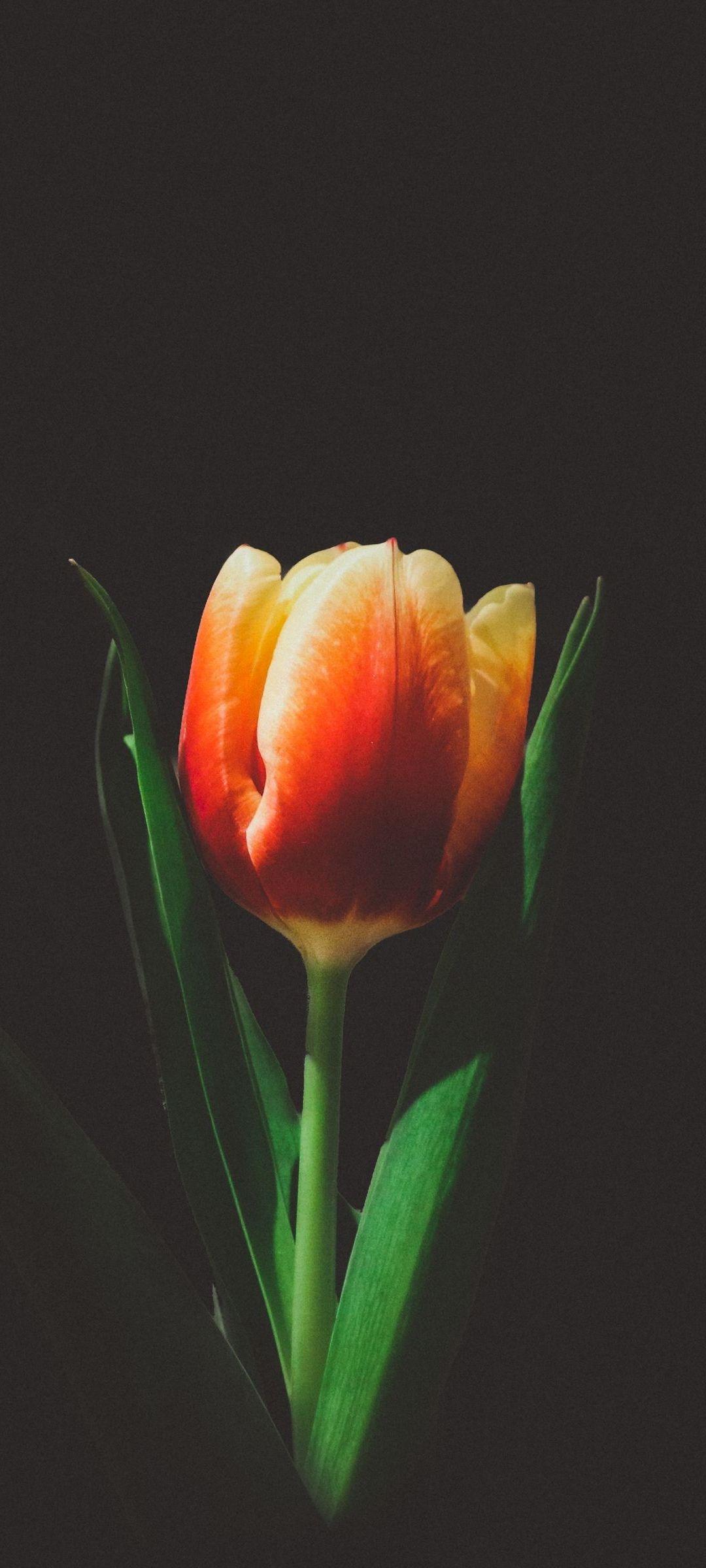 1080x2400 Tulip Flower Black Phone Wallpaper