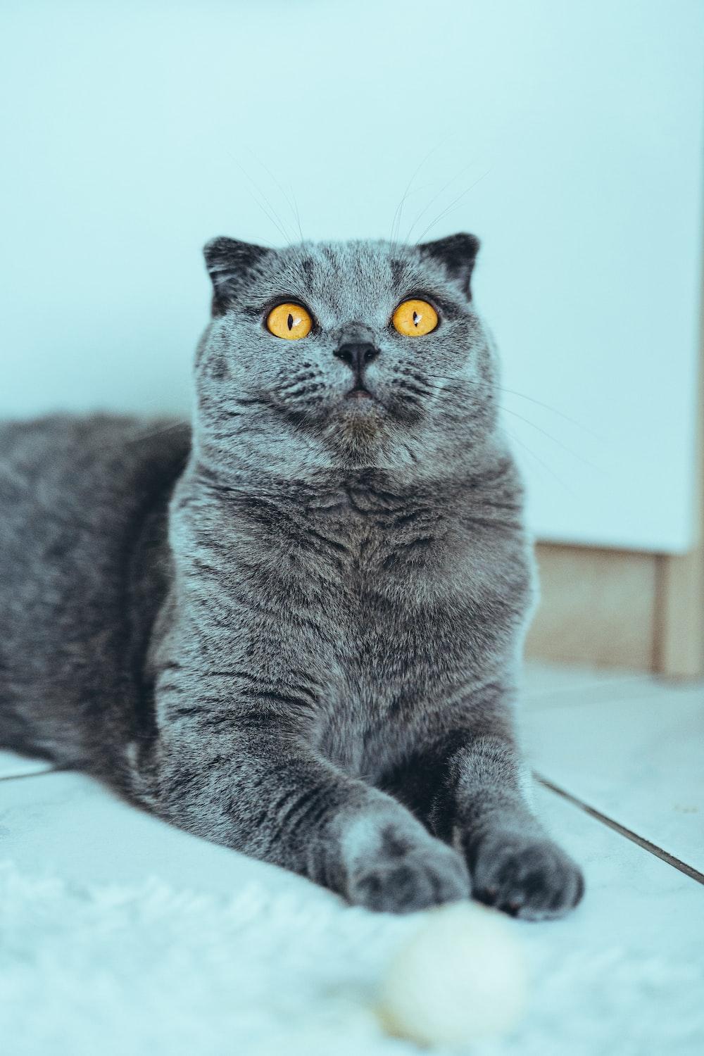 1000x1500 Scottish Fold Picture. Download Free Image