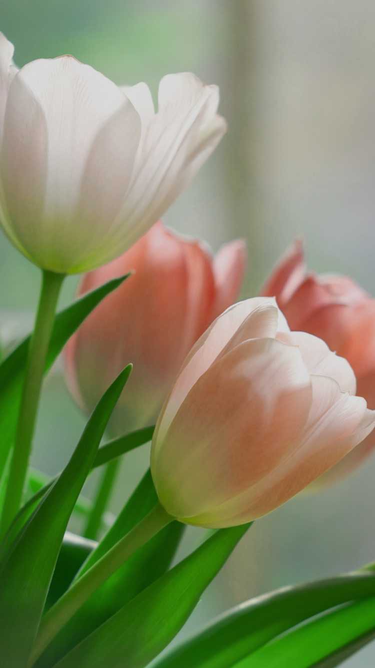 750x1334 Tulip Wallpaper