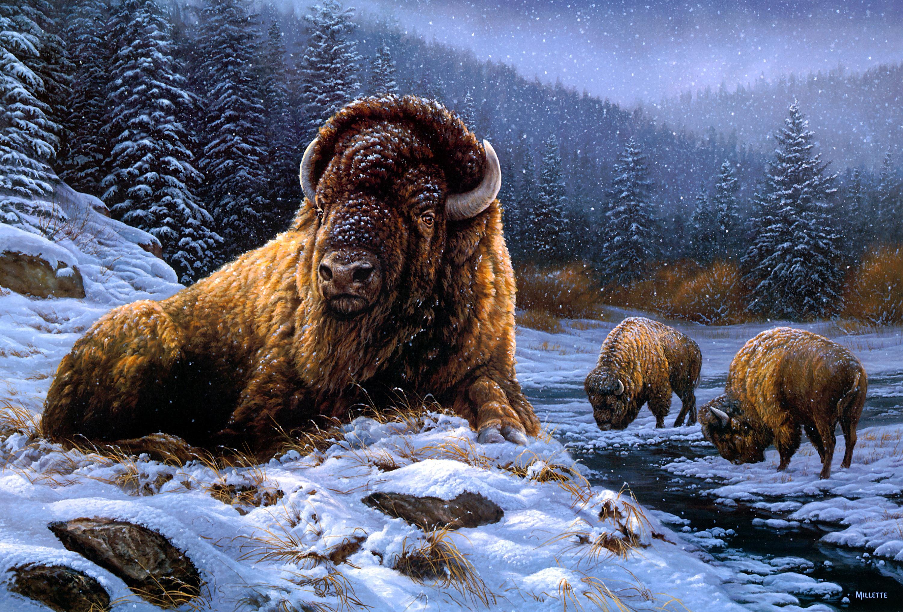 Winter Bison Wallpapers - Top Free Winter Bison Backgrounds -  WallpaperAccess