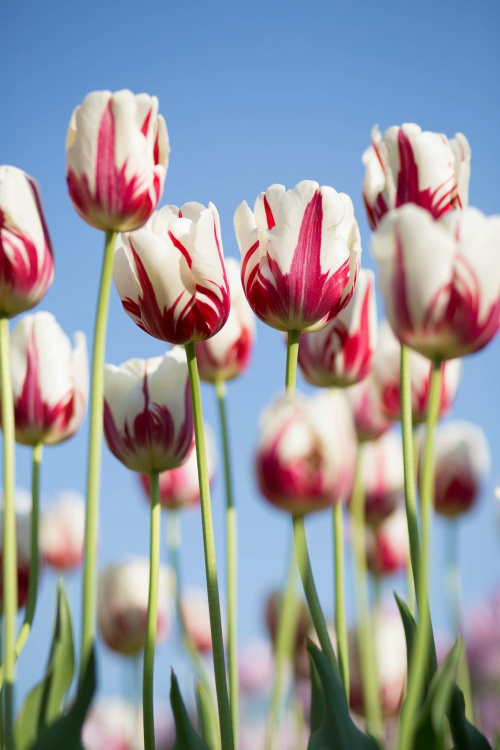 1000x1500 Tulip Garden Picture. Download Free Image