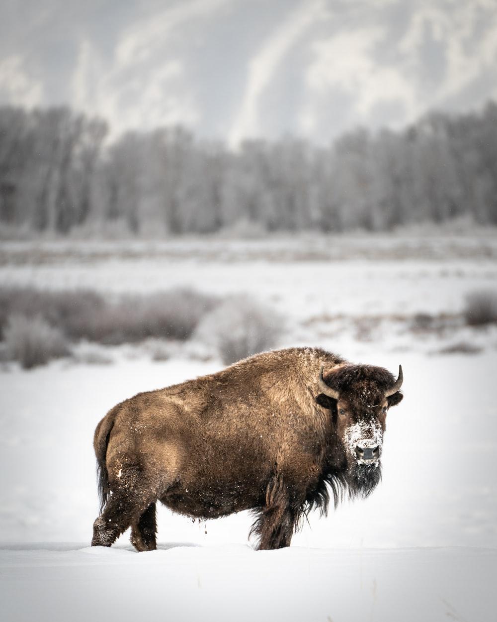 1000x1250 Bison Picture. Download Free Image