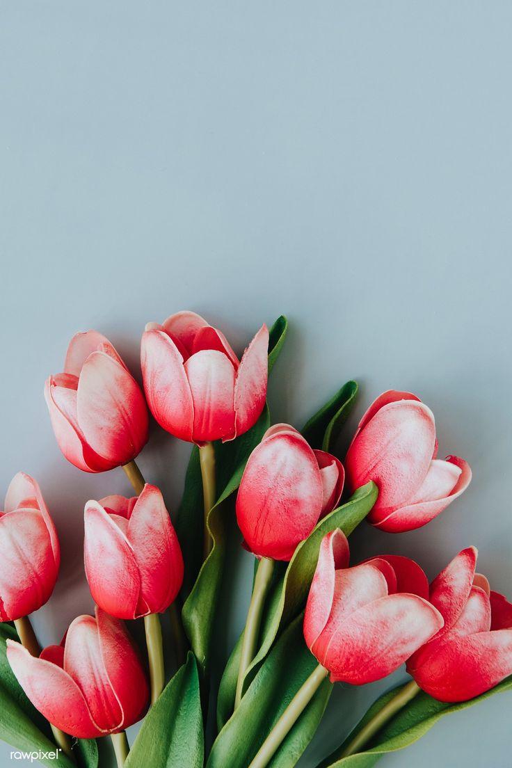 736x1104 Spring Tulip Art Wallpaper