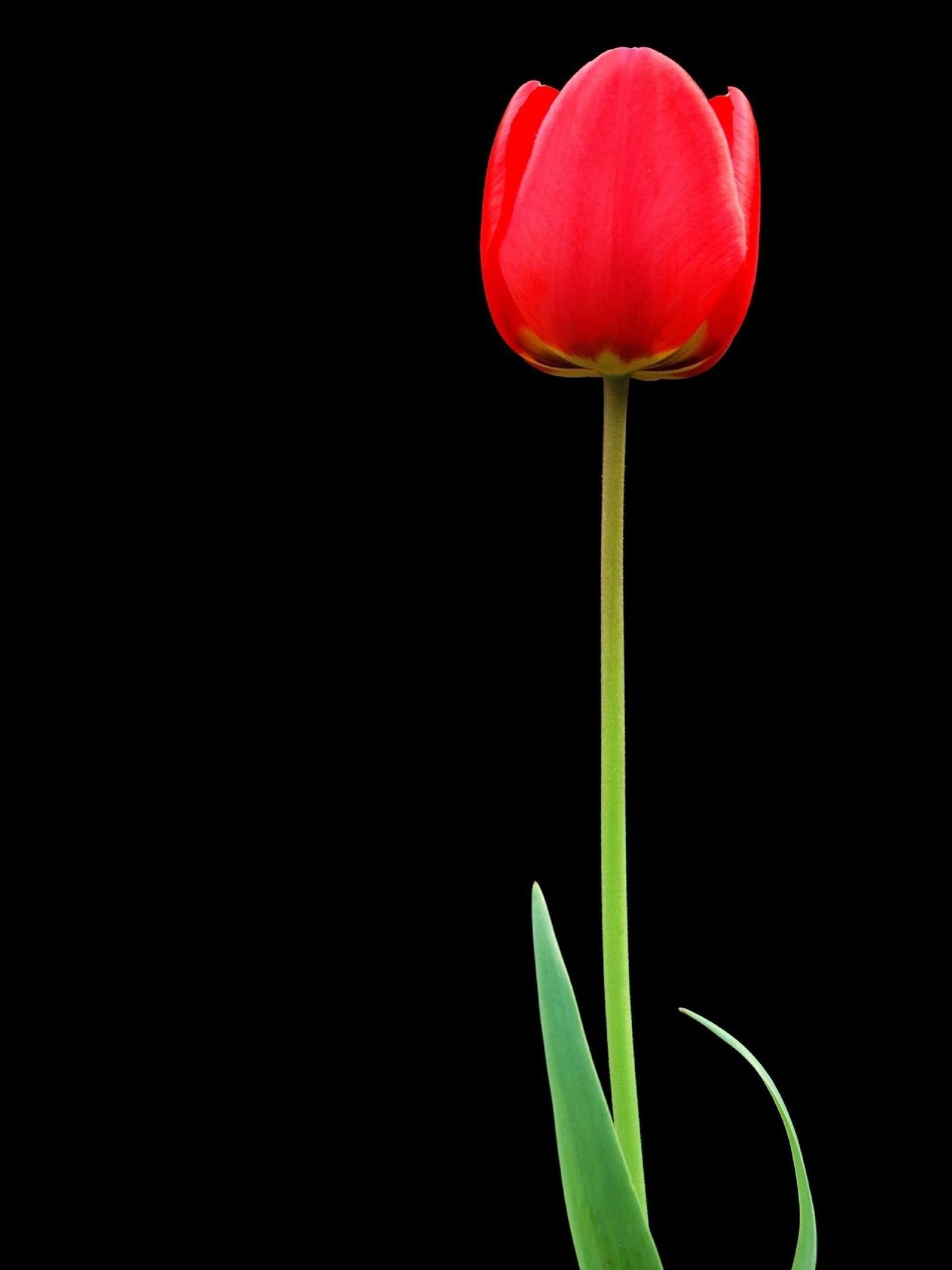 1620x2160 tulip, red, flower 1620x2160 Resolution Wallpaper, HD Flowers 4K Wallpaper, Image, Photo and Background