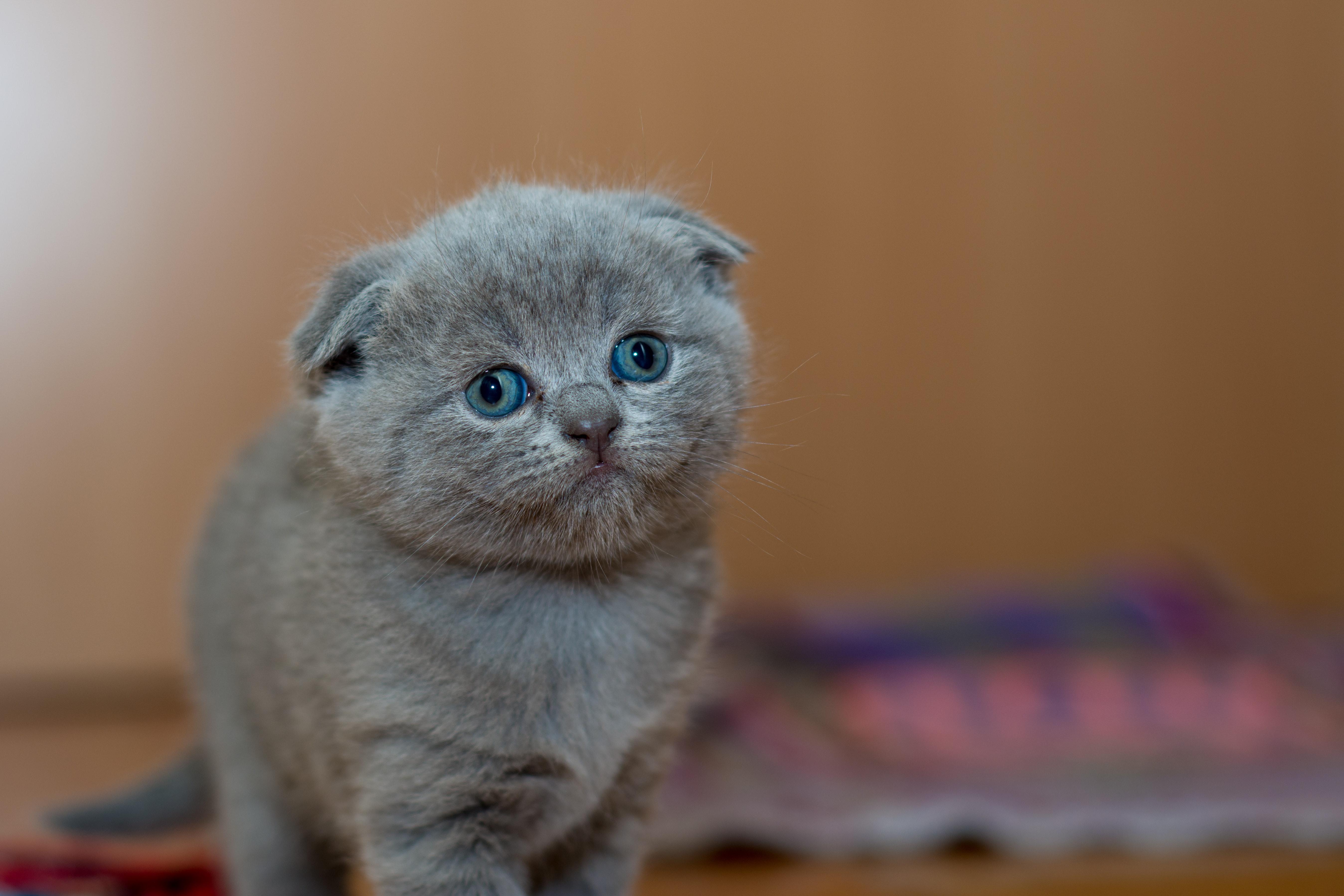 Котенок серый шотландец. Шотландская вислоухая кошка. Котята скоттиш фолд вислоухие. Шотландская вислоухая кошка Мисти. Вислоухий британец.