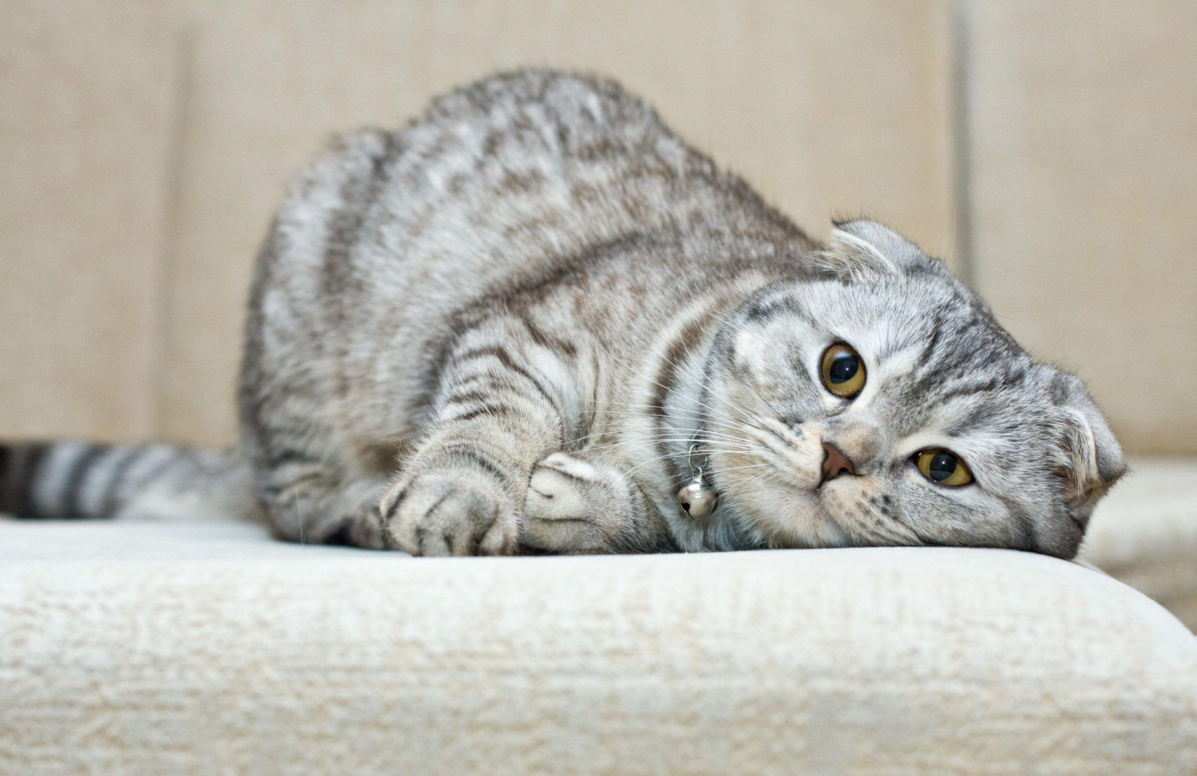 2400x1556 cat #breed Scottish fold P #wallpaper #hdwallpaper #desktop. Cats, Scottish fold, Scottish fold kittens