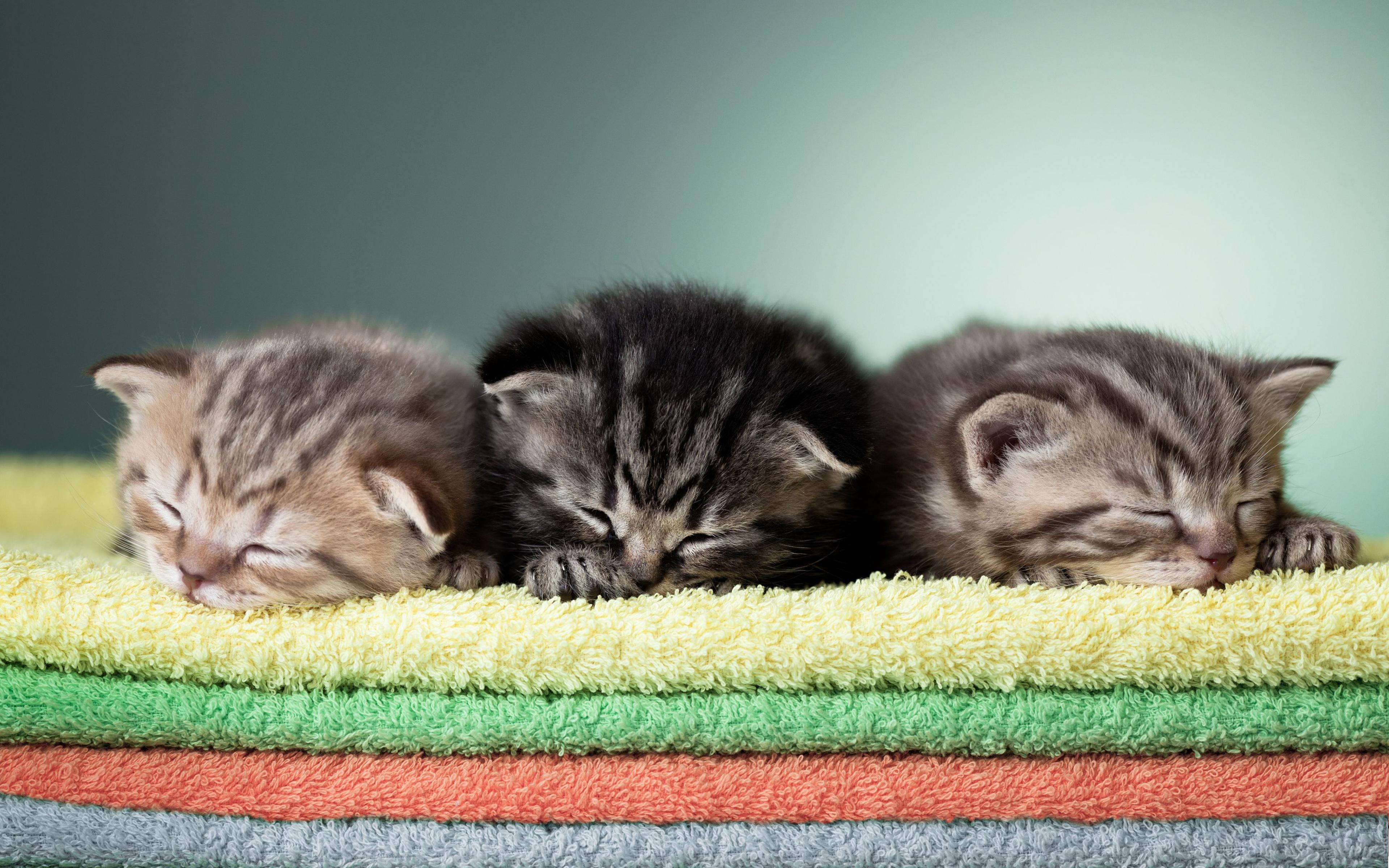 3840x2400 Download wallpaper Scottish Fold Kittens, 4k, pets, Scottish Fold, kittens cute animals, cats, Scottish Fold Cat for desktop with resolution 3840x2400. High Quality HD picture wallpaper