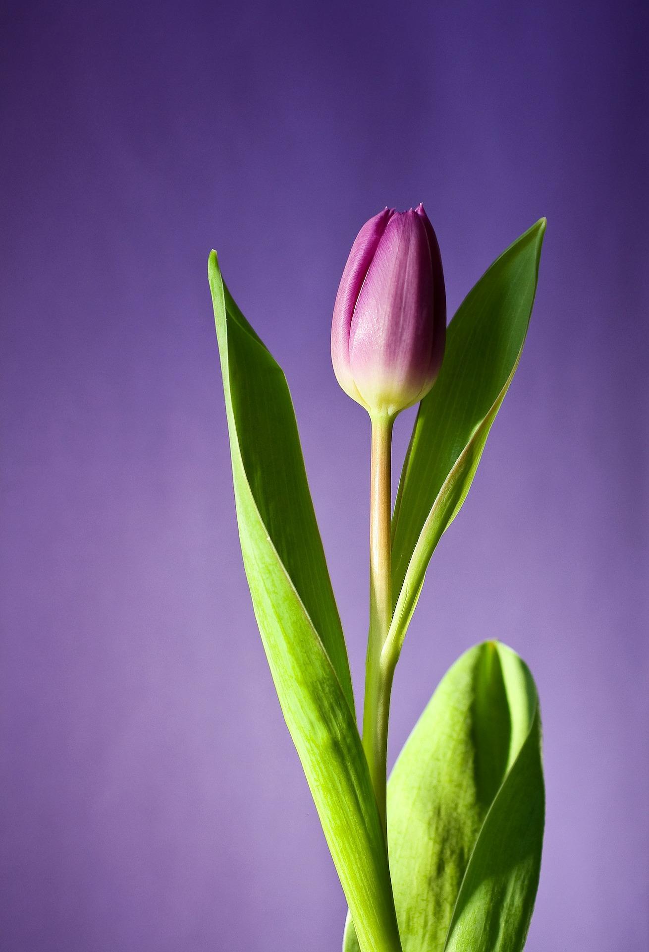 1310x1920 Tulip Purple Flower Mobile Phone full HD wallpaper