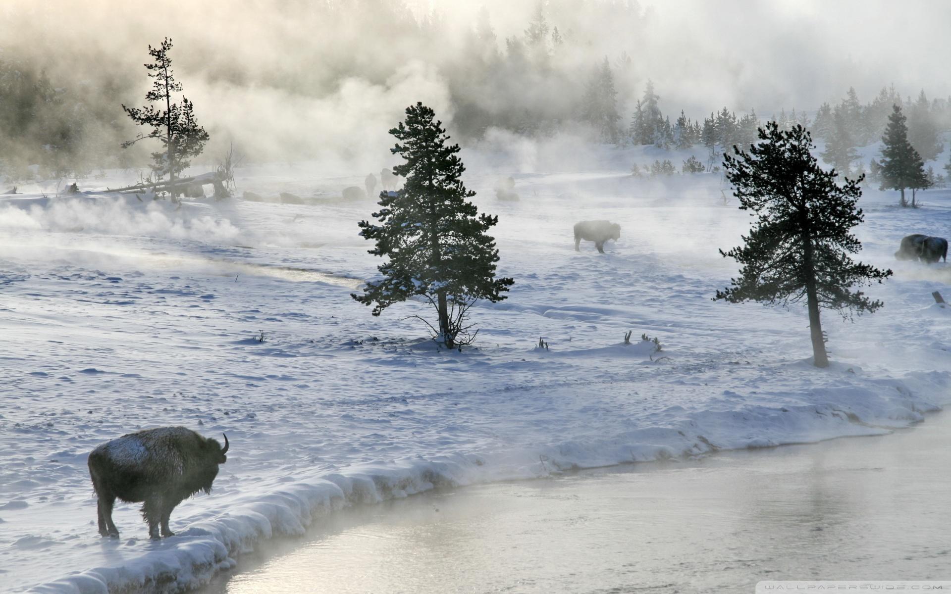 1920x1200 Bison In Winter Ultra HD Desktop Background Wallpaper for 4K UHD TV : Multi Display, Dual Monitor : Tablet