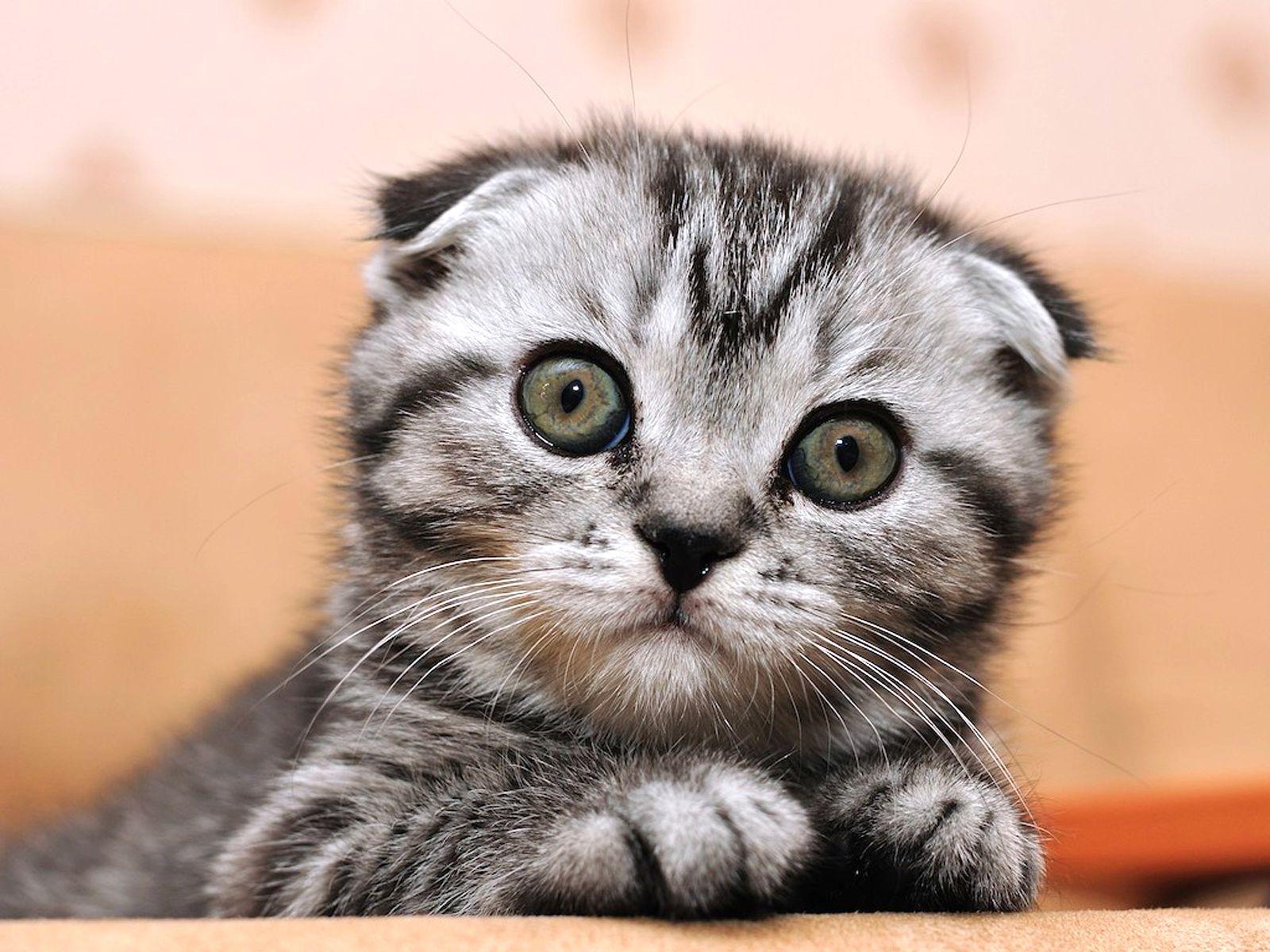 1600x1200 Wallpaper Kittens Scottish Fold Cats Animals