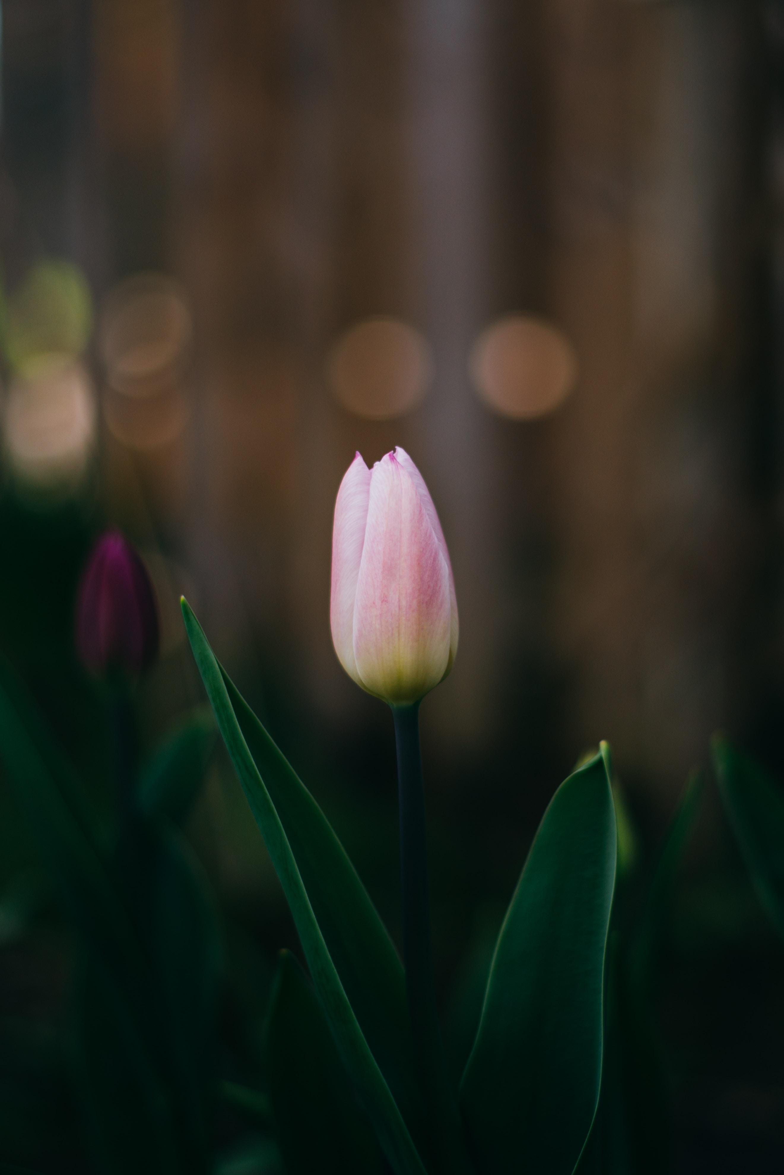 2642x3958 Download Tulip wallpaper for mobile phone, free Tulip HD picture