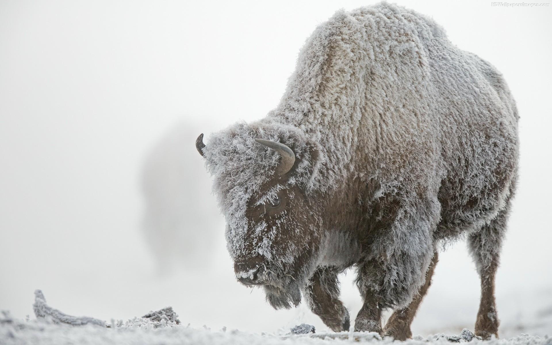 1920x1200 Bison Wallpaper