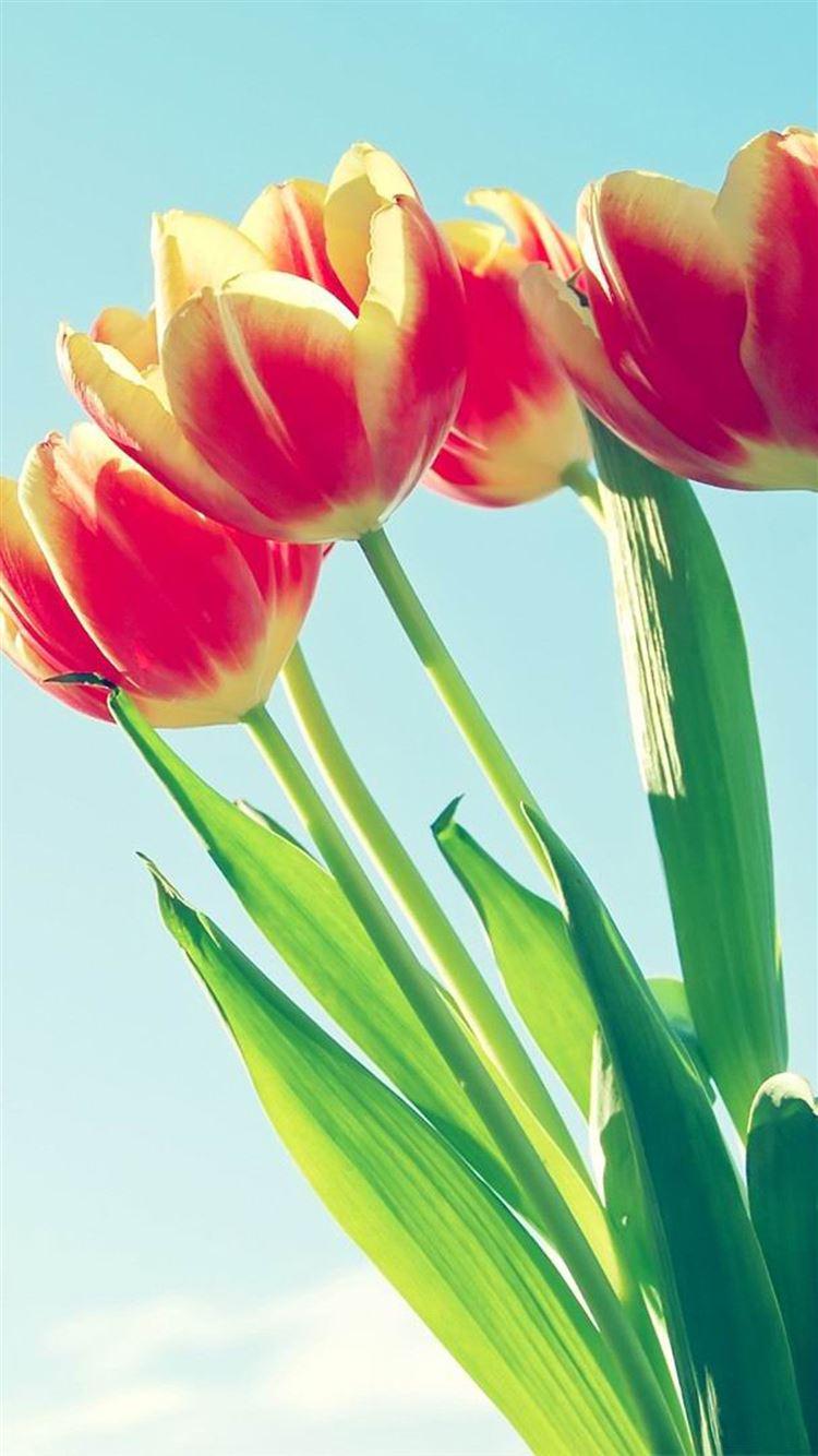750x1334 Best Tulip iPhone 8 HD Wallpaper