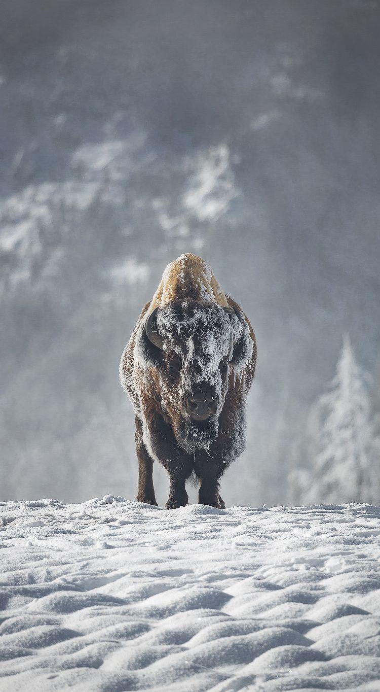 750x1364 The Test of Winter