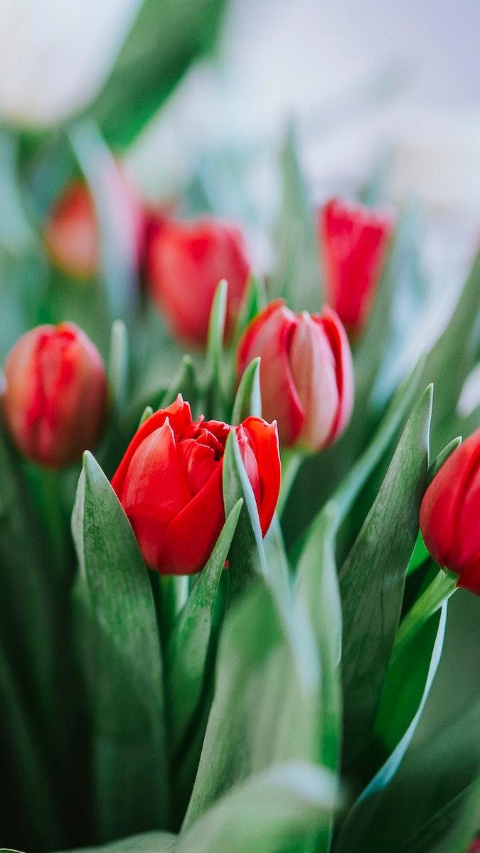 675x1200 Tulip flower mobile wallpaper, spring