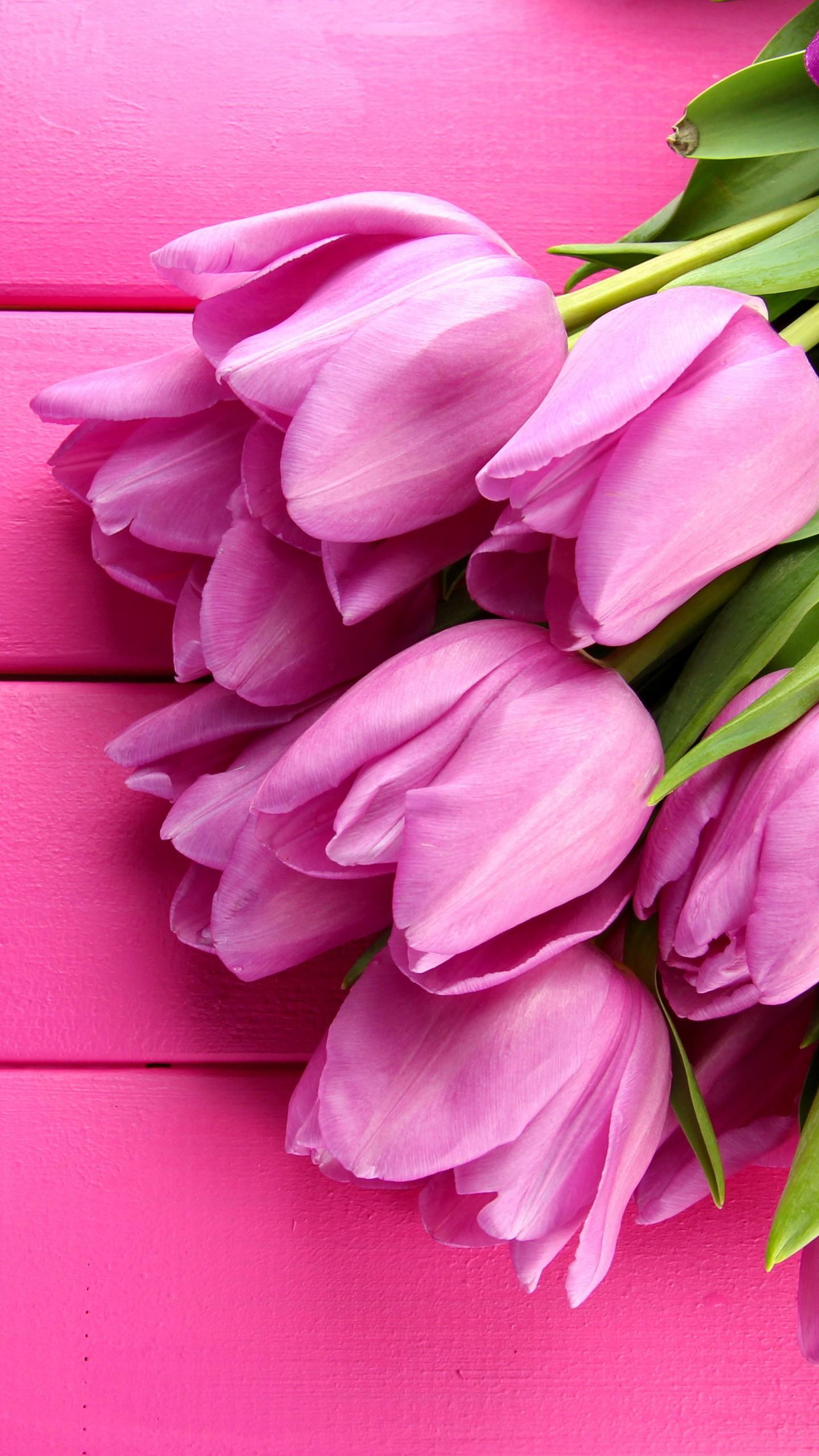1440x2560 Wallpaper Tulip, 4k, HD wallpaper, spring, flower, pink, Nature