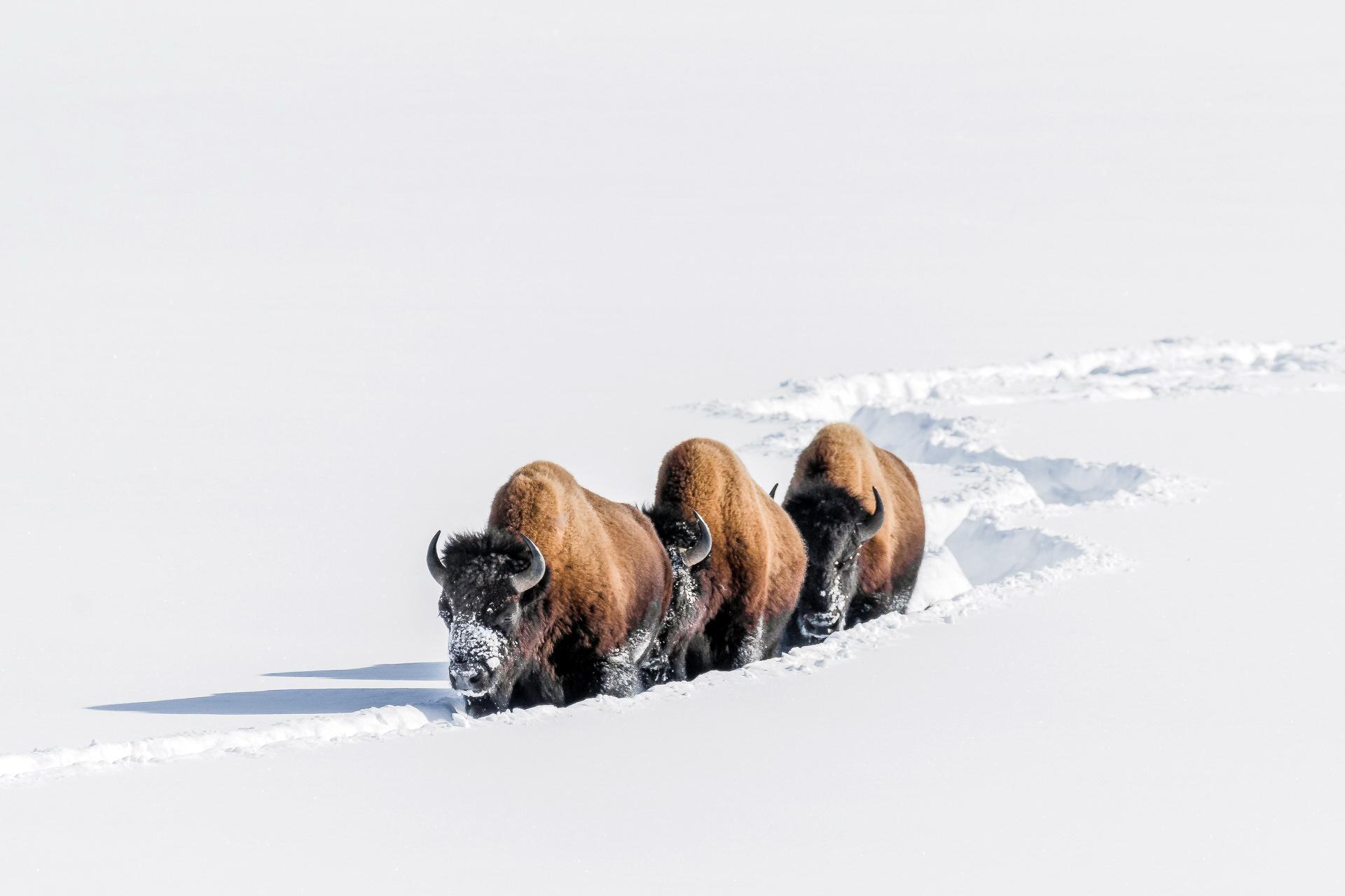 1920x1280 American Bison HD Wallpaper