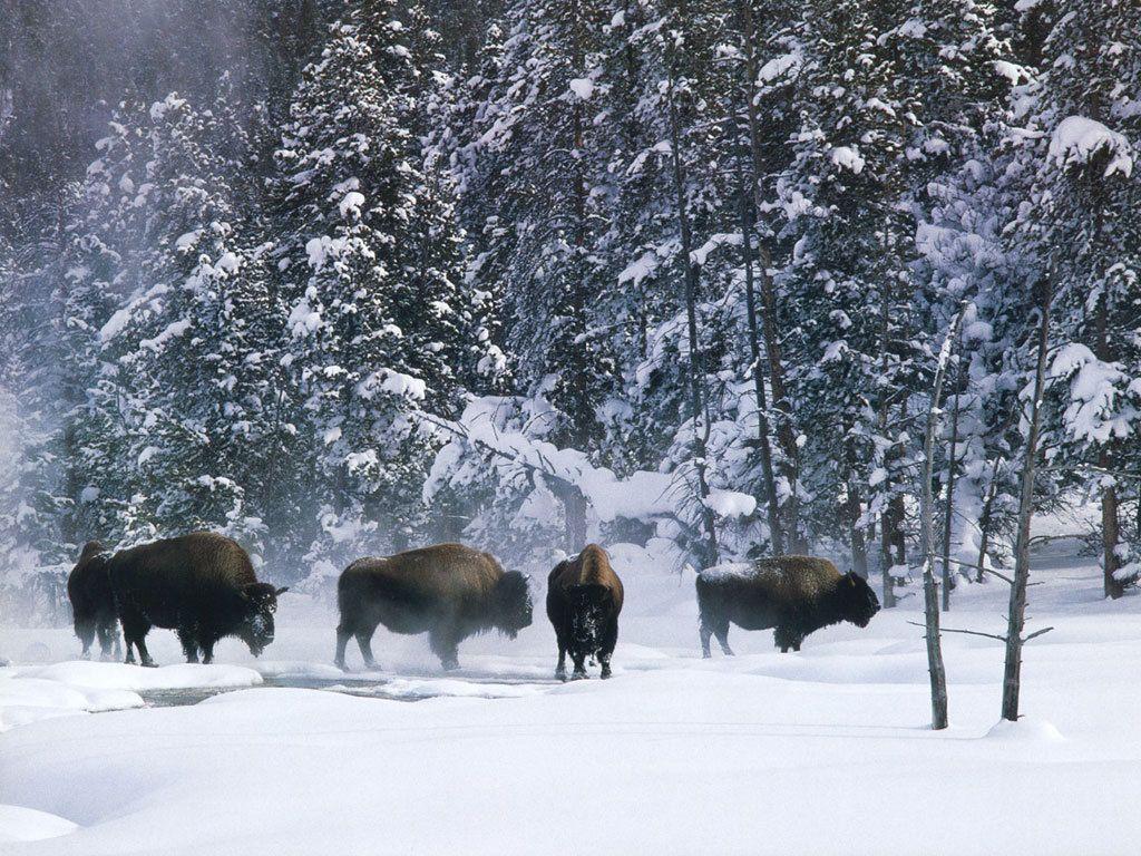 1024x768 Winter Wallpaper: Winter wallpaper