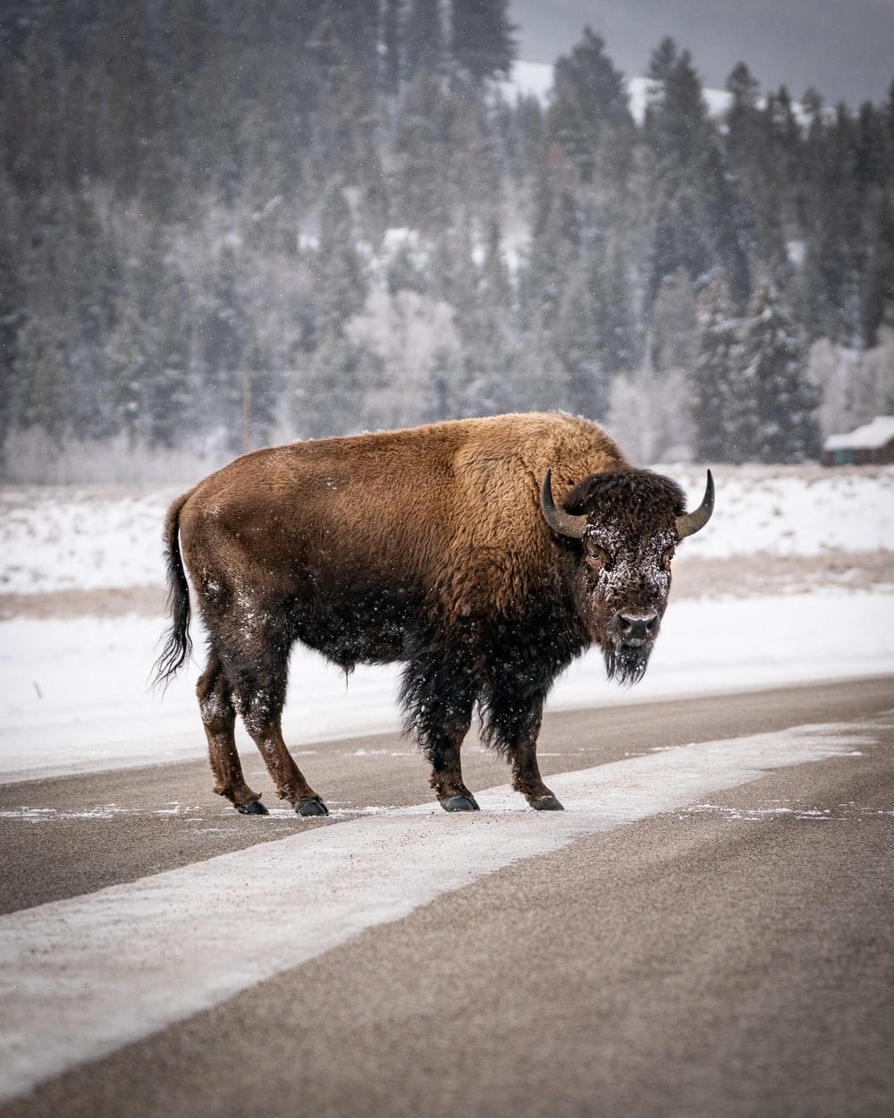 1000x1250 Bison Picture. Download Free Image
