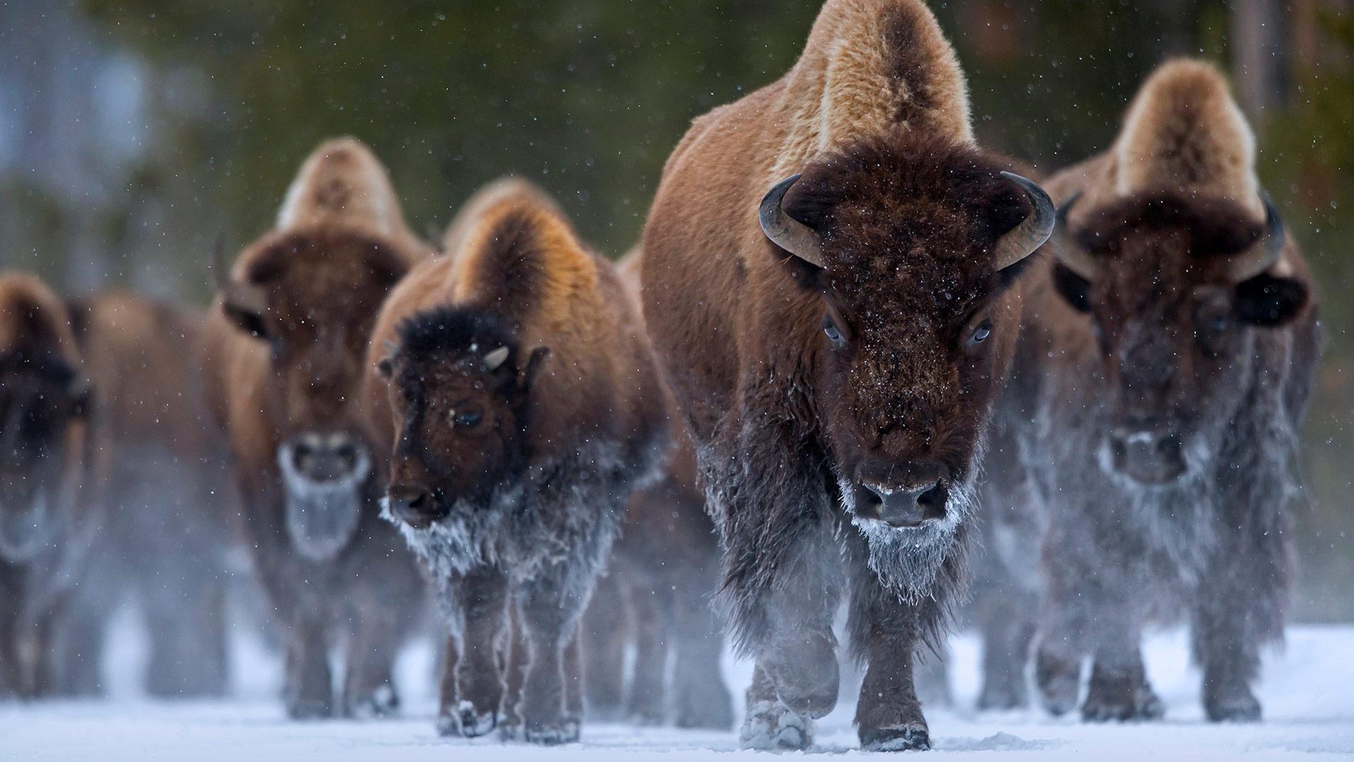 1920x1080 Bison YNP
