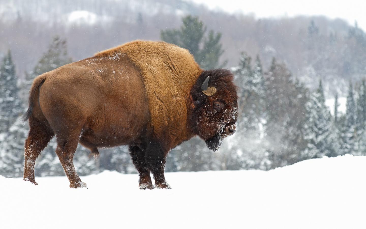 1440x900 Free download Animal American Bison Wallpaper [2048x1332] for your Desktop, Mobile & Tablet. Explore American Bison Wallpaper. Free Bison Wallpaper, NDSU Bison Wallpaper