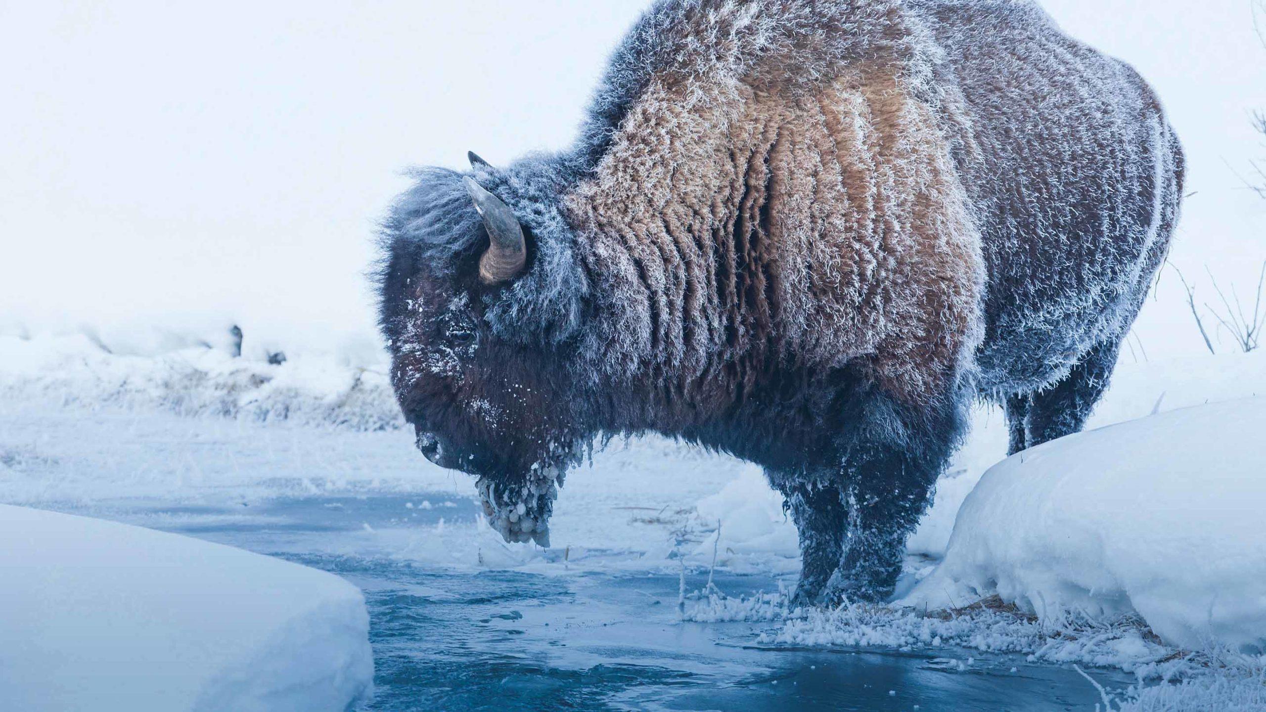 2560x1440 Day Winter Wolves and Wildlife Tour Safari Company