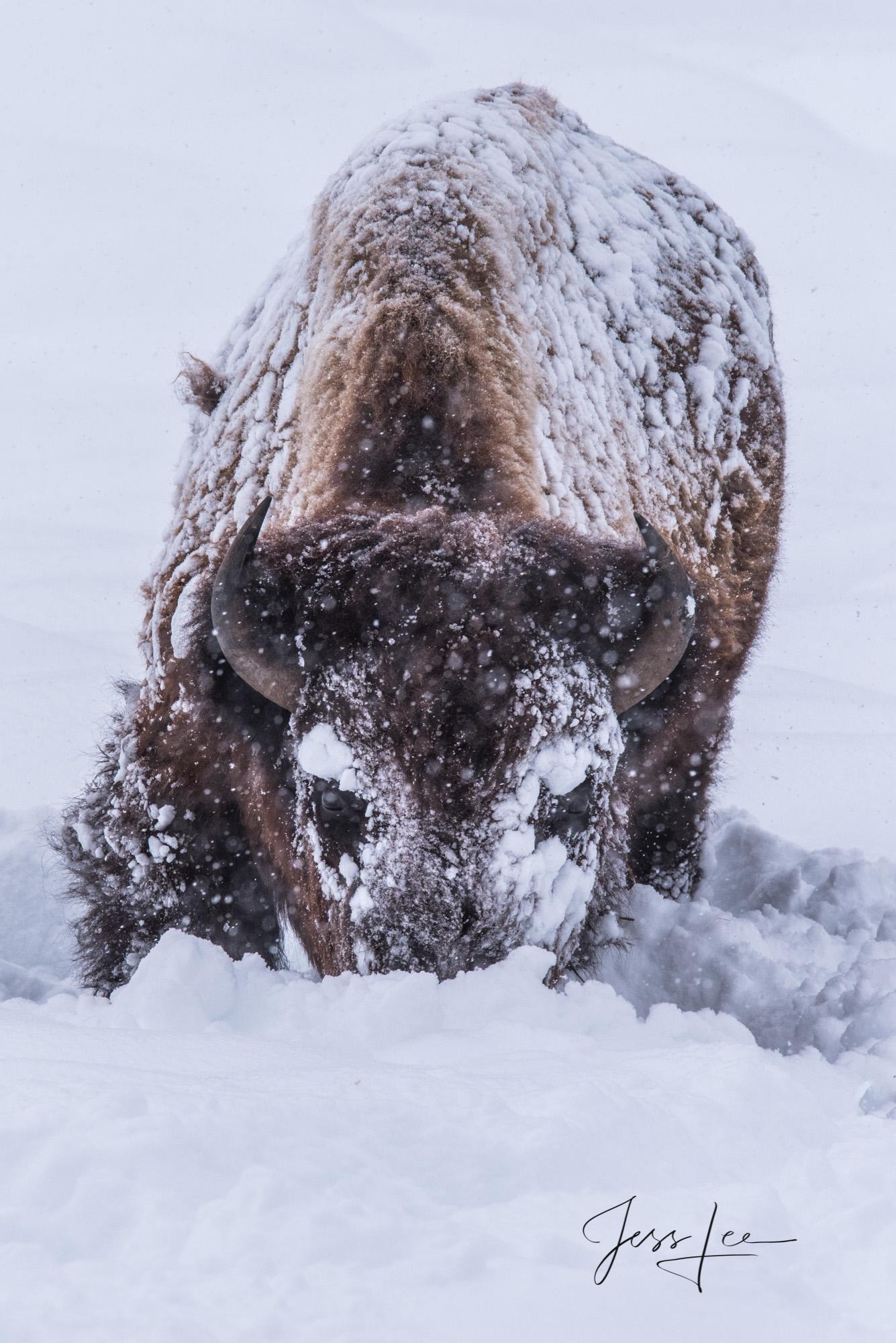 1335x2000 Buffalo Picture. Bison Photography Prints. Photo