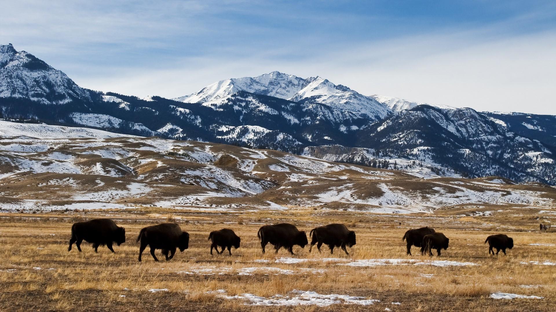 1920x1080 American bison or buffalo migration in winter, Yellowstone National Park, Montana, USA. Windows 10 Spotlight Image