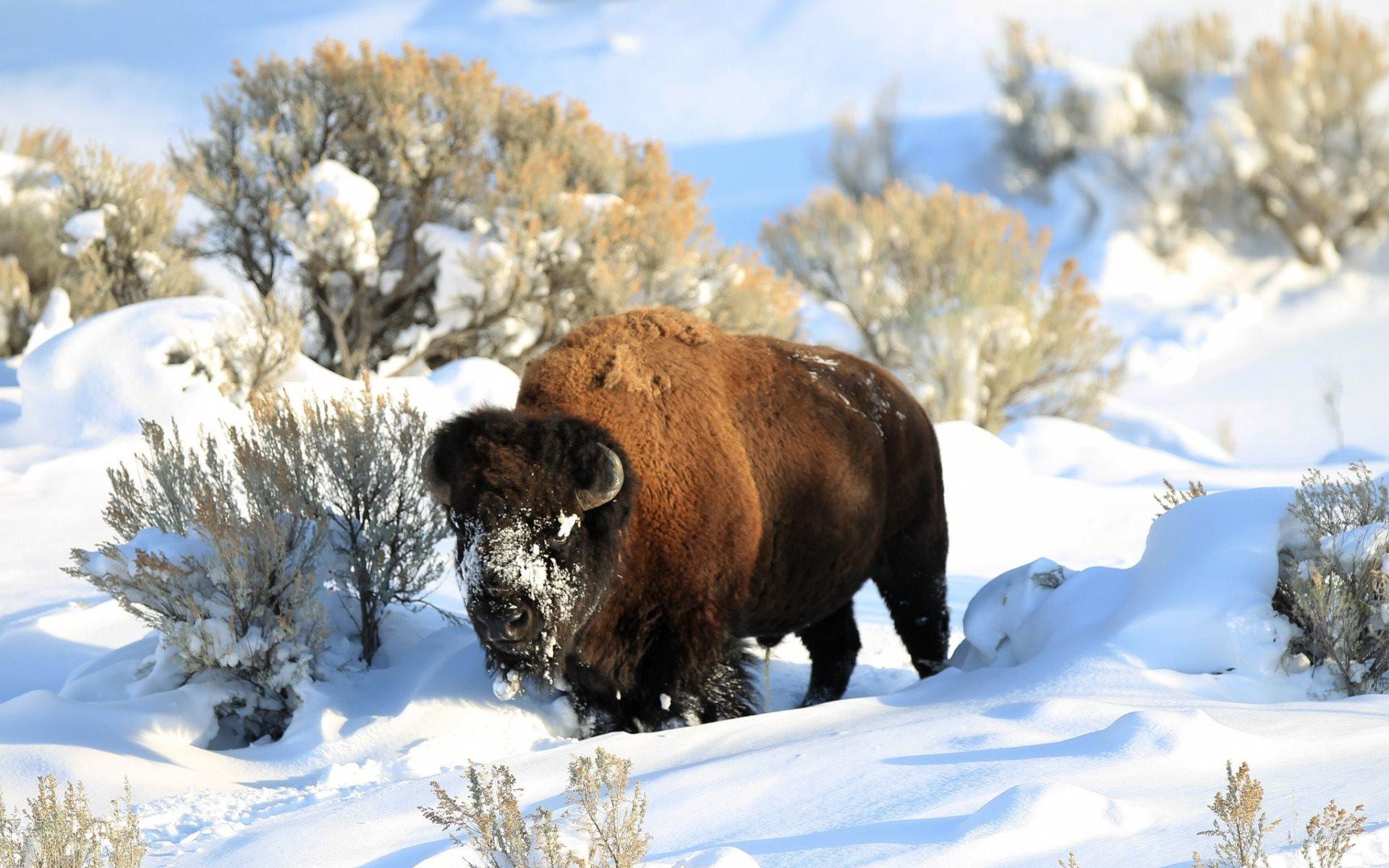 1920x1200 Download wallpaper Bison, winter, snow, American bison, USA for desktop with resolution 1920x1200. High Quality HD picture wallpaper