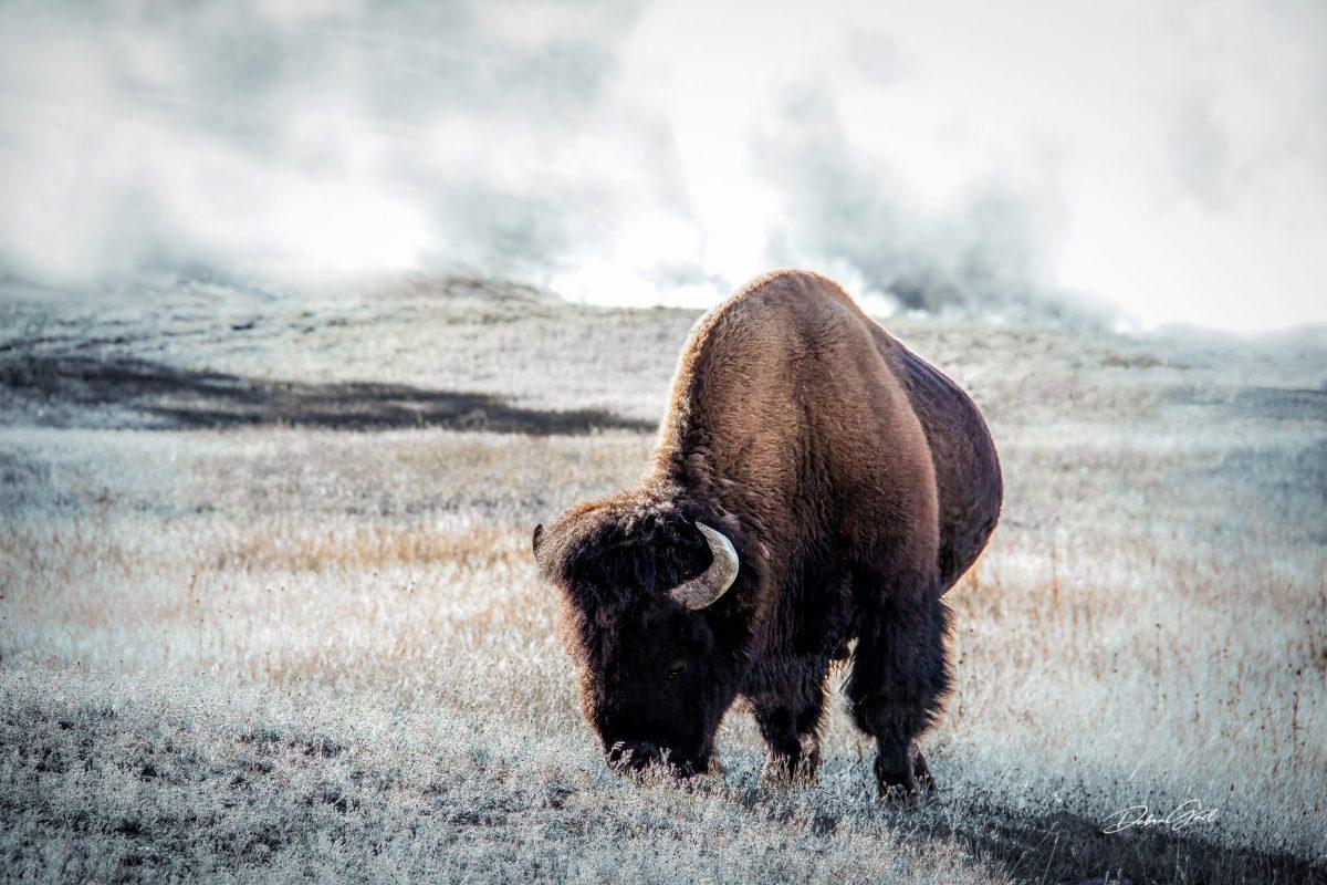 1200x800 American Bison Print in Yellowstone