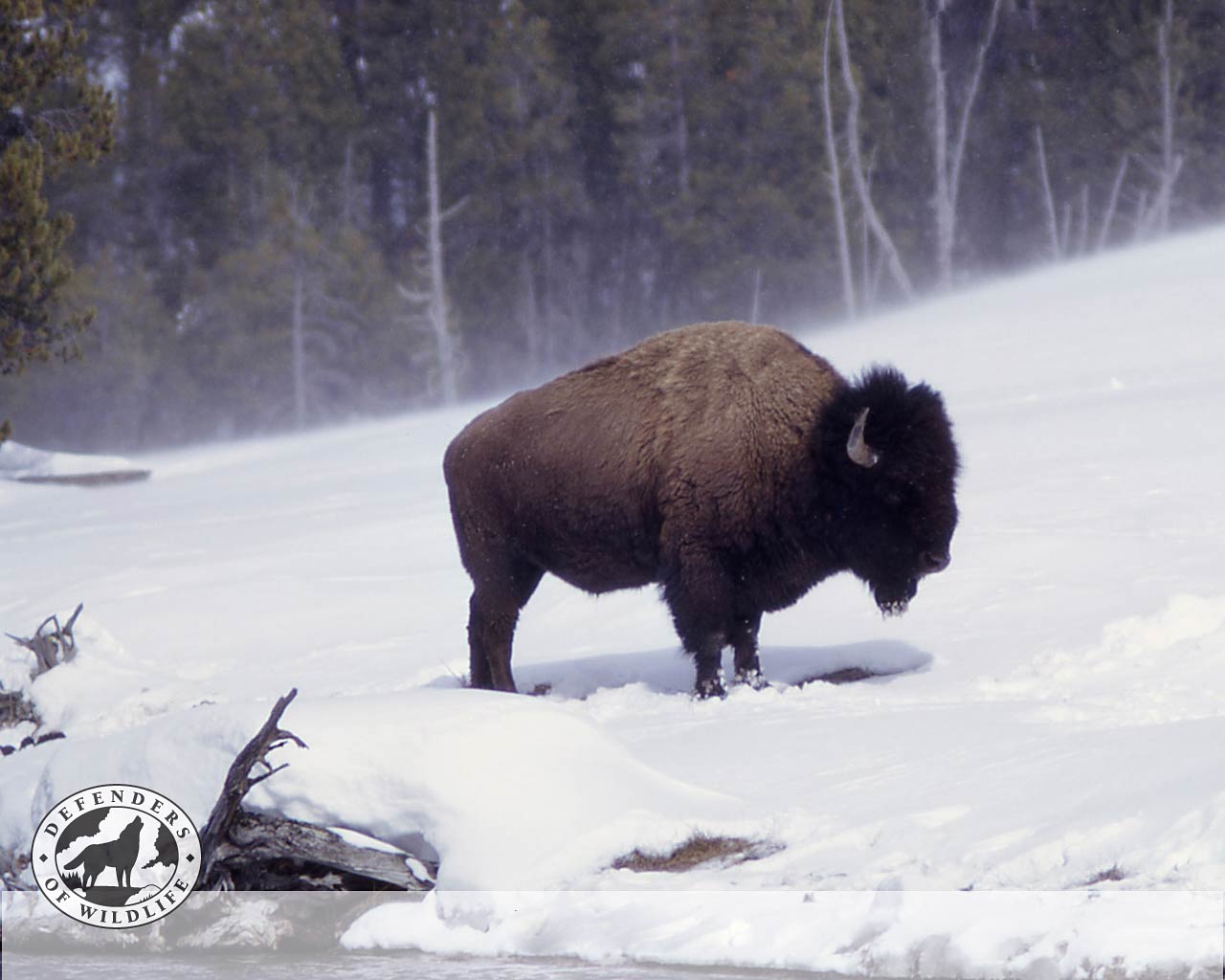 1280x1024 Bison Wallpaper