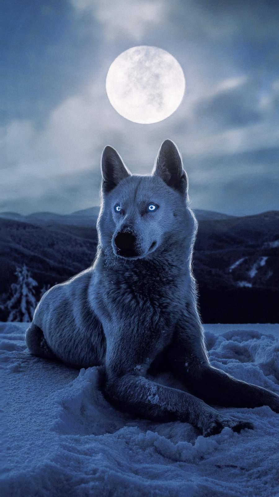 900x1600 White Wolf IPhone Wallpaper Wallpaper : iPhone Wallpaper