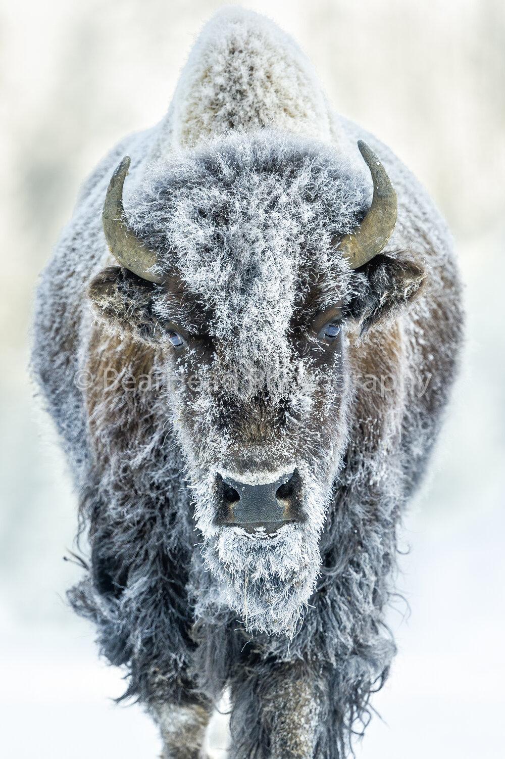 1000x1502 Bison Muskox