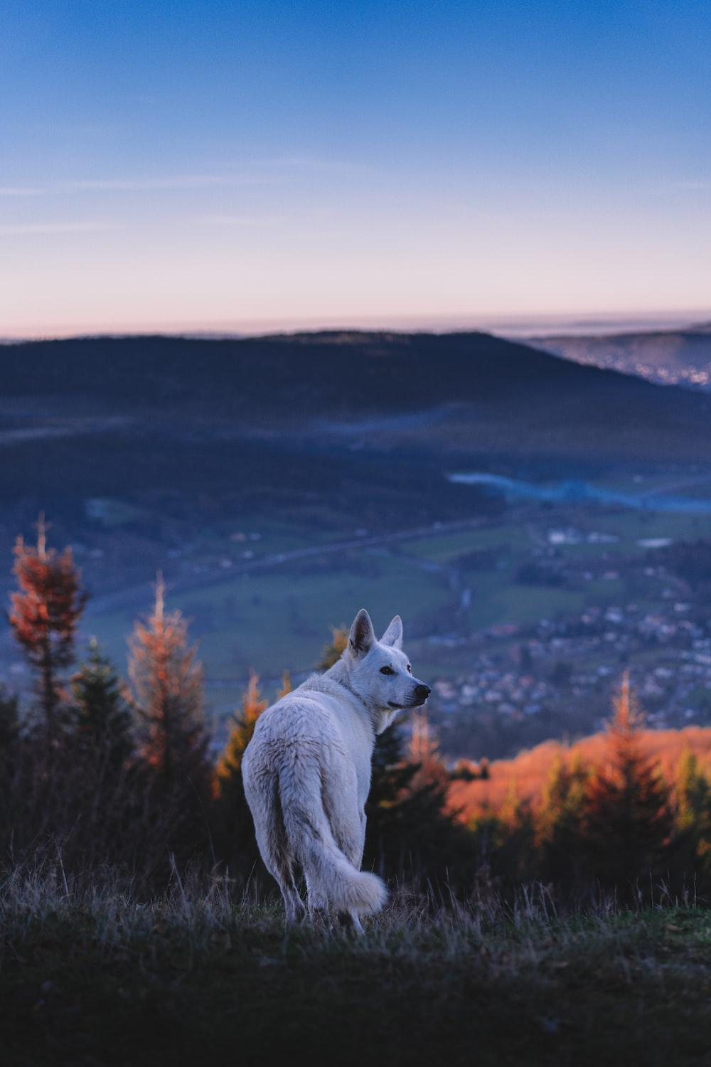 1000x1500 Wolf Wallpaper: Free HD Download [HQ]