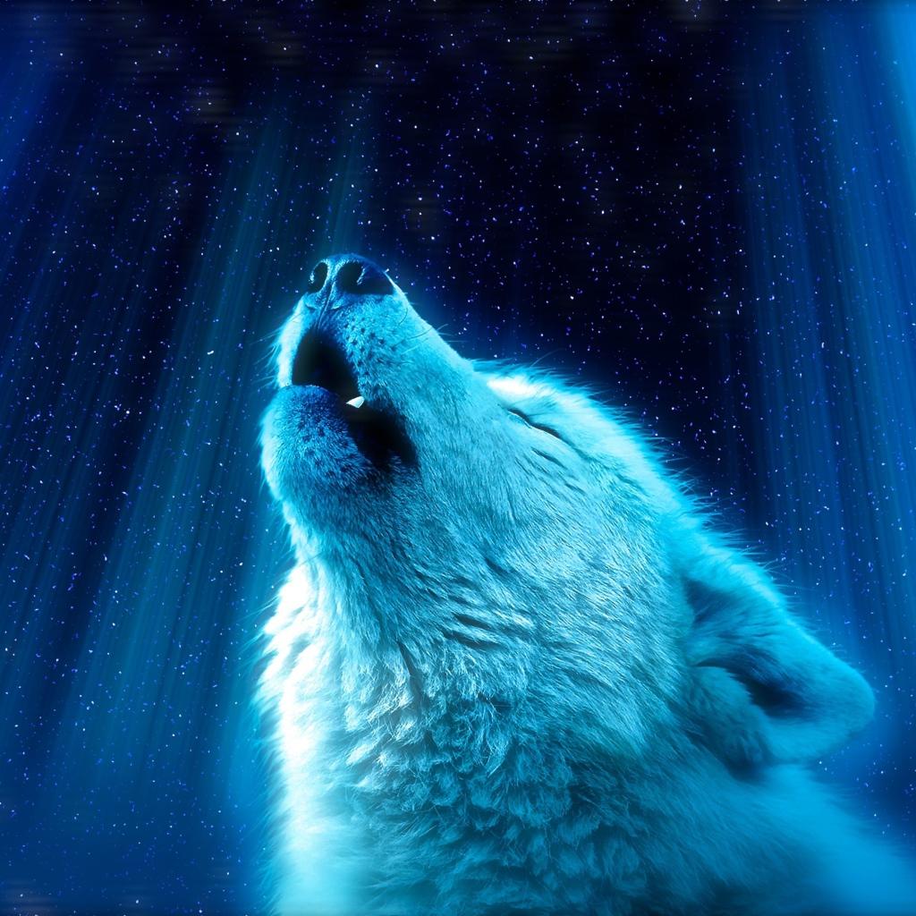 1024x1024 Fantastic white wolf howls at the moon Desktop wallpaper 1024x1024